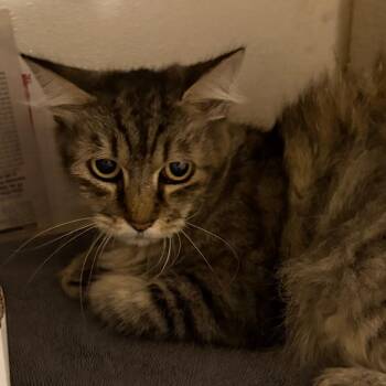 Gracie -  Domestic Short Hair Cat for Adoption in Yuma, Arizona - Gracie | PetCurious