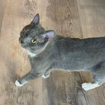 Domestic Short Hair Cats Available for Adoption in Durango, Colorado - Little Man | PetCurious