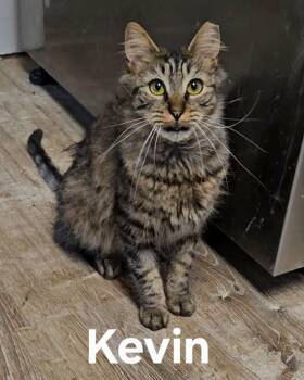 Domestic Medium Hair Cats Available for Adoption in Longwood, Florida - Kevin | PetCurious