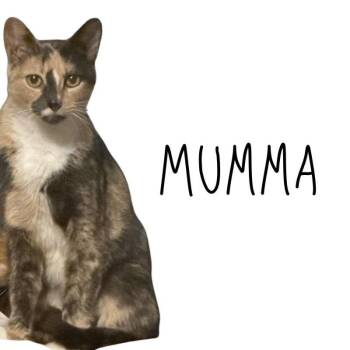 Mumma -  Domestic Short Hair and Calico Cat for Adoption in Pineville, Louisiana - Mumma | PetCurious