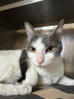 Domestic Short Hair Cats Available for Adoption - Girl Boots | PetCurious