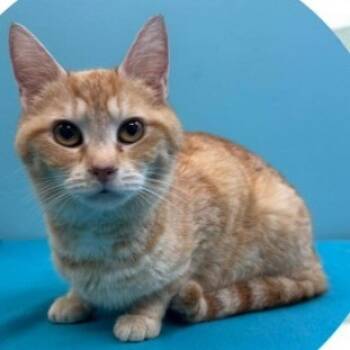 Rescue Domestic Short Hair Cats for Adoption in Washington, District Of Columbia - Gina (fka Nina) | PetCurious