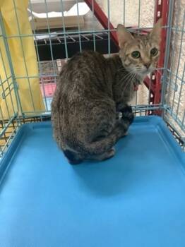 Rescue Domestic Short Hair Cats for Adoption in Fort Worth, Texas - Sassy | PetCurious