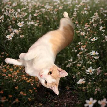 Meg -  Domestic Short Hair Cat for Adoption in Kansas City, Missouri - Meg | PetCurious