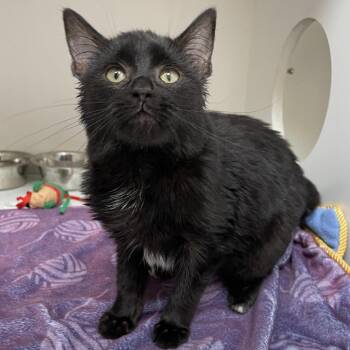 Domestic Short Hair Cats Available for Adoption in Champaign, Illinois - Twilight | PetCurious