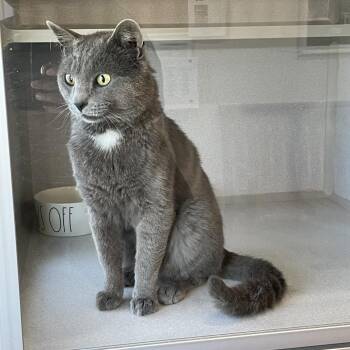 Domestic Short Hair Cats Available for Adoption in Rexburg, Idaho - Whiskey | PetCurious