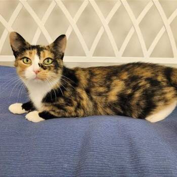Penny -  Domestic Short Hair Cat for Adoption in Gibsonia, Pennsylvania - Penny | PetCurious