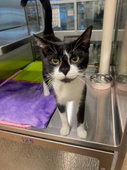 Samantha A219316 -  Tuxedo Cat for Adoption in Plano, Texas - Samantha A219316 | PetCurious
