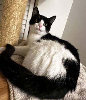Domestic Short Hair Cats Available for Adoption - Genesis | PetCurious