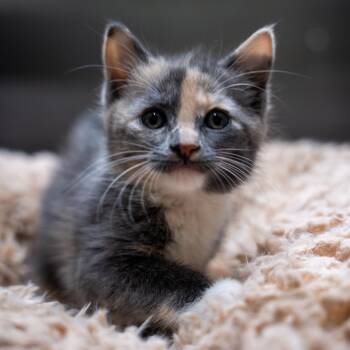 Butterfly -  Domestic Short Hair Cat for Adoption in Gainesville, Georgia - Butterfly | PetCurious
