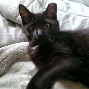 Twinkle -  Domestic Short Hair Cat for Adoption in Huddleston, Virginia - Twinkle | PetCurious