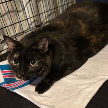 OLIVE 6( F) Emergency Foster Needed -  Domestic Short Hair Cat for Adoption in West Nyack, New York - OLIVE 6( F) Emergency Foster Needed | PetCurious