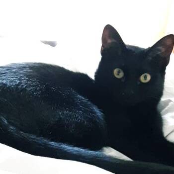 Domestic Short Hair Cats Available for Adoption - Haven | PetCurious