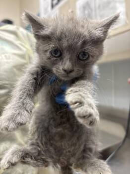 STEVIE -  Domestic Medium Hair Cat for Adoption in Las Vegas, Nevada - STEVIE | PetCurious