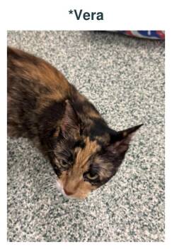 Vera -  Tortoiseshell Cat for Adoption in Richland Center, Wisconsin - Vera | PetCurious