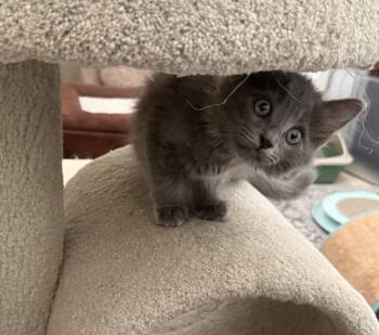Orion -  Domestic Short Hair Cat for Adoption in Huntington Beach, California - Orion | PetCurious