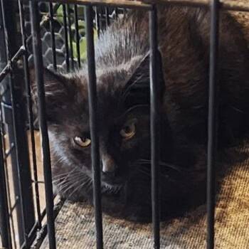 Willie -  Domestic Short Hair Cat for Adoption in Waynesburg, Pennsylvania - Willie | PetCurious