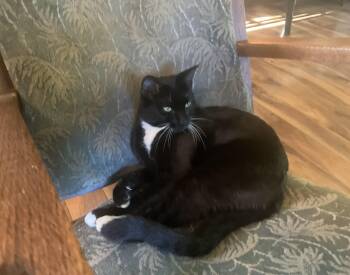 Logger -  Domestic Short Hair and Tuxedo Cat for Adoption in Mist, Oregon - Logger | PetCurious