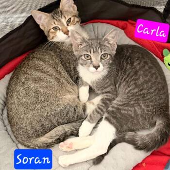 Soran -  Domestic Short Hair Cat for Adoption in Jessup, Maryland - Soran | PetCurious