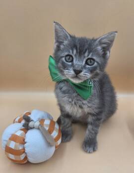 Skittles -  Domestic Medium Hair Cat for Adoption in Mobile, Alabama - Skittles | PetCurious