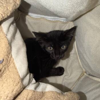 Dragon -  Domestic Short Hair Cat for Adoption in Port Charlotte, Florida - Dragon | PetCurious