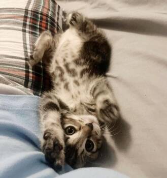 Rescue Tabby Cats for Adoption in Philadelphia, Pennsylvania - Zehyria | PetCurious