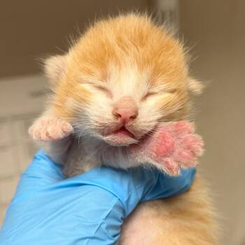 Briscoe -  Domestic Short Hair Cat for Adoption in Yuma, Arizona - Briscoe | PetCurious