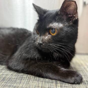 Domestic Short Hair Cats Available for Adoption - Salem | PetCurious