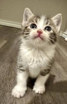 Domestic Short Hair Cats Available for Adoption in Shawnee, Oklahoma - Dottie Bea | PetCurious
