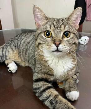 Egyptian Mau Cats Available for Adoption in Brampton, Ontario - Mickey | PetCurious