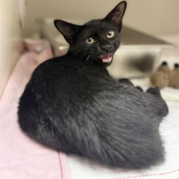 Ghost -  Domestic Short Hair Cat for Adoption in Jacksboro, Tennessee - Ghost | PetCurious