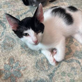 Marquess -  Domestic Short Hair Cat for Adoption in Bulverde, Texas - Marquess | PetCurious