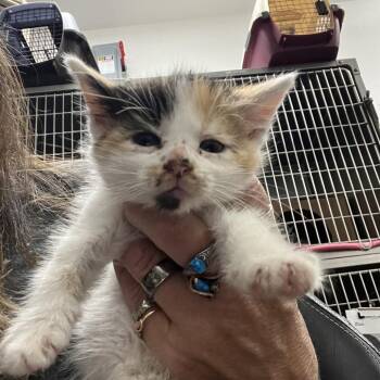 Tortellini -  Domestic Short Hair Cat for Adoption in Idaho Falls, Idaho - Tortellini | PetCurious