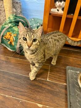 Rescue Domestic Short Hair Cats for Adoption in West Mifflin, Pennsylvania - Tally | PetCurious