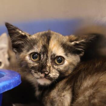 Natasha -  Domestic Short Hair Cat for Adoption in Briarcliff Manor, New York - Natasha | PetCurious