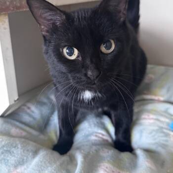 Wirla -  Domestic Short Hair Cat for Adoption in Mokena, Illinois - Wirla | PetCurious