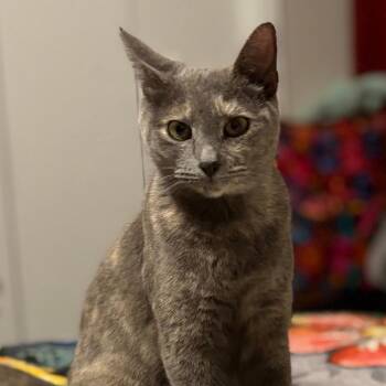 Jean -  Domestic Short Hair Cat for Adoption in Corpus Christi, Texas - Jean | PetCurious