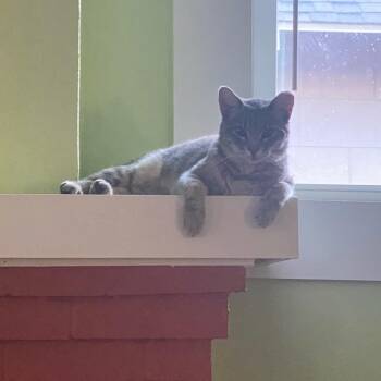 Domestic Short Hair Cats Available for Adoption in Waco, Texas - Mitzy | PetCurious