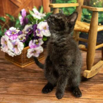 Houdini -  Domestic Short Hair Cat for Adoption in Lapeer, Michigan - Houdini | PetCurious