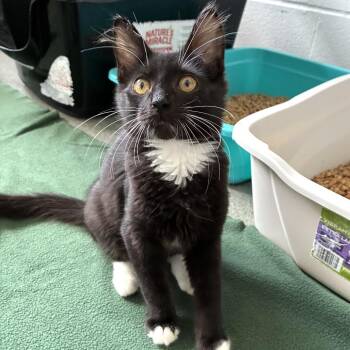 3D Printer -  Domestic Short Hair Cat for Adoption in Carencro, Louisiana - 3D Printer | PetCurious