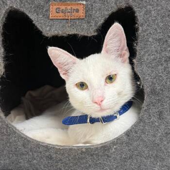 Dawn w/ Buffy -  Domestic Short Hair Cat for Adoption in Flagstaff, Arizona - Dawn W/ Buffy | PetCurious