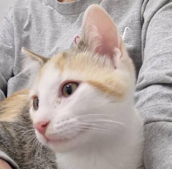 Penny -  Domestic Short Hair Cat for Adoption in South Bend, Indiana - Penny | PetCurious