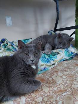 Rescue Domestic Short Hair Cats for Adoption in Plainville, Massachusetts - Big Mama | PetCurious