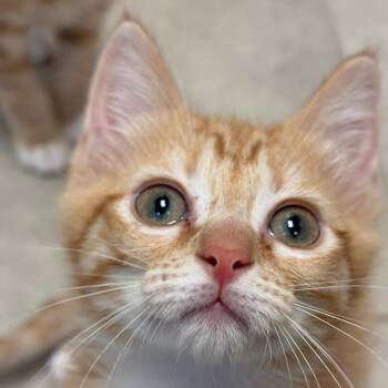 Domestic Short Hair Cats Available for Adoption in Columbus, Georgia - 05/23/2026-Owned-UniversityAvenue"Princess" | PetCurious