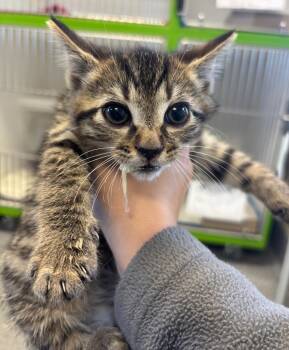 Rescue Domestic Short Hair Cats for Adoption in Greenfield, Indiana - Jagermeister | PetCurious