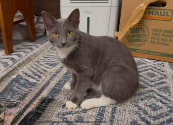 Mr. Pickles Be. -  Domestic Short Hair Cat for Adoption in West Peoria, Illinois - Mr. Pickles Be. | PetCurious