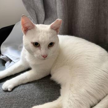 Snowflake N. - The Sweetest Cuddle Bug (FeLV) -  Domestic Short Hair Cat for Adoption in New York, New York - Snowflake N. - The Sweetest Cuddle Bug (FeLV) | PetCurious