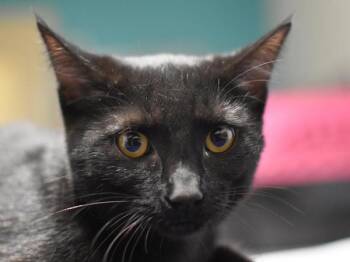 Plum -  Domestic Short Hair Cat for Adoption in Portland, Oregon - Plum | PetCurious
