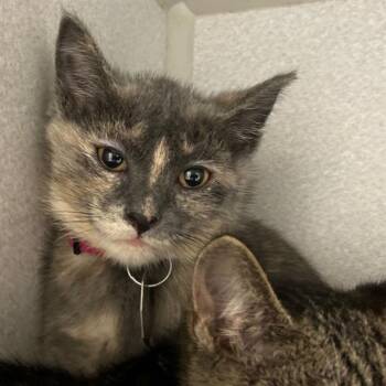 PRINCESS LEAH -  Domestic Short Hair Cat for Adoption in Aurora, Colorado - PRINCESS LEAH | PetCurious