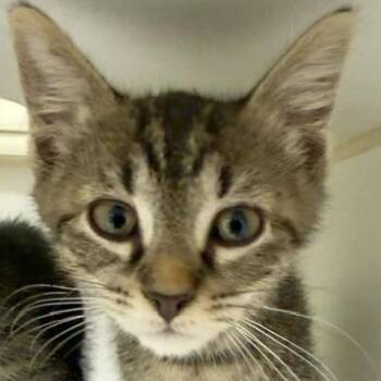 Gretchen -  Domestic Short Hair Cat for Adoption in Reisterstown, Maryland - Gretchen | PetCurious